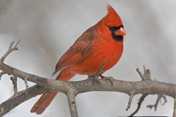 Ein Männlicher Nördlicher Kardinal Cardinalis Cardinalis Ruht Sich Baum Aus — Stockfoto