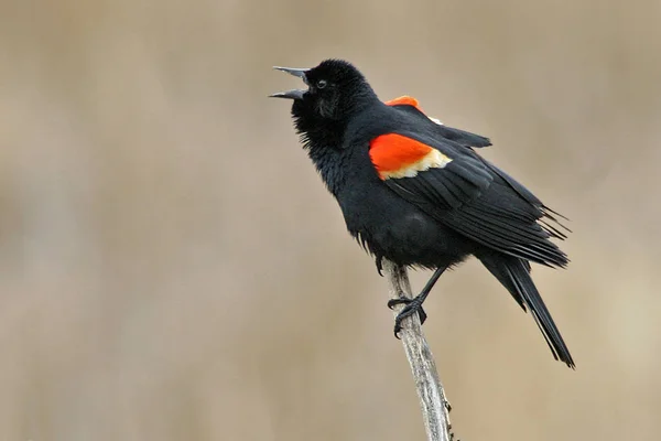 Displaying Чоловічий Червоний Крилатий Blackbird Agelaius Phoeniceus — стокове фото