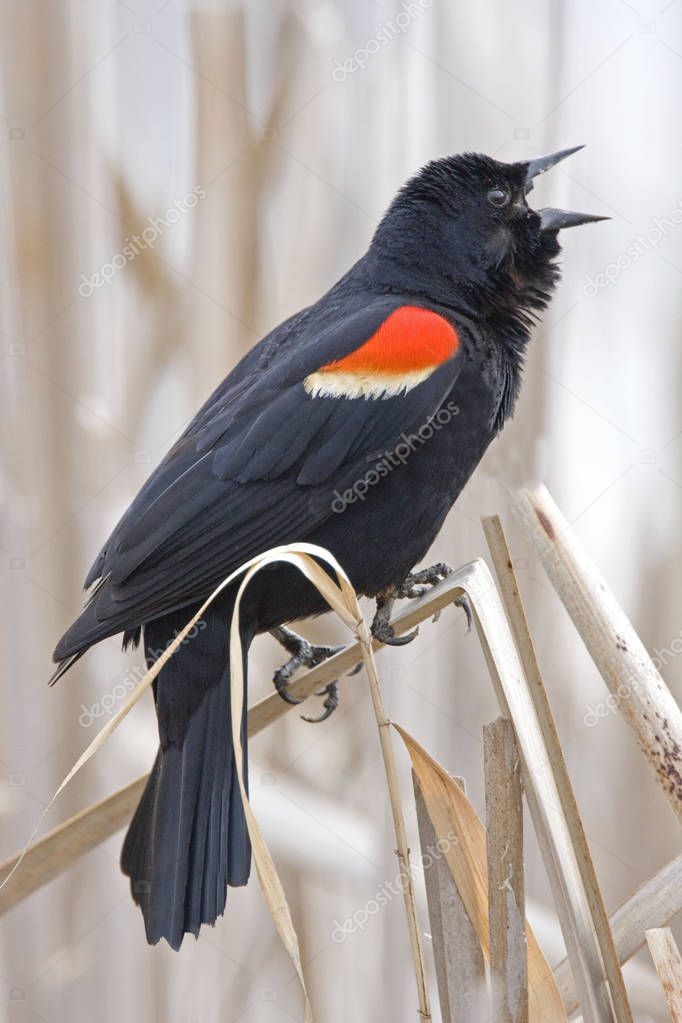 A Vertical Red Winged Blackbird, Agelaius phoeniceus, displaying male