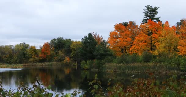 Estanque Salisbury Worcester Massachusetts Finales Otoño — Vídeo de stock