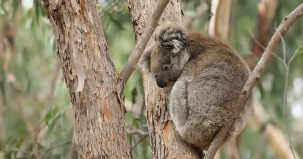 Koala Phascolarctos Cinereus Uma Árvore — Vídeo de Stock