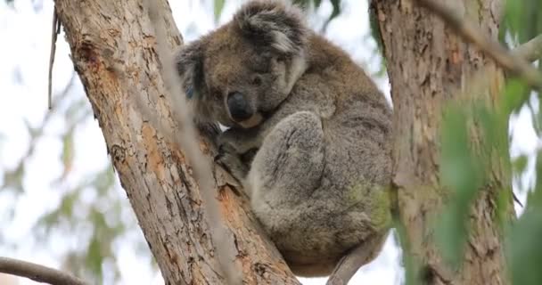 Koala Phascolarctos Cinereus Ontspannend — Stockvideo