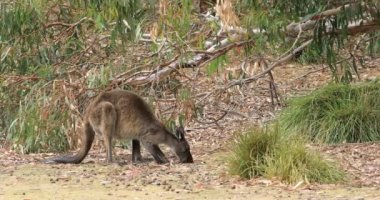 Kırmızı Kanguru, Macropus rufus, 4k yemek