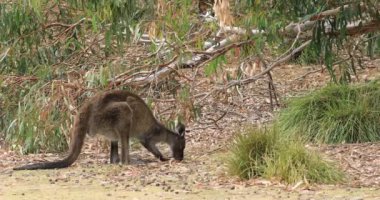 Kırmızı Kanguru, Macropus rufus, otlatma 4k