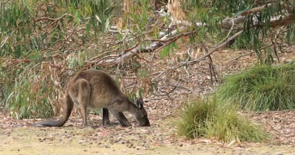 Red Kangaroo Macropus Rufus Eating — Stock Video