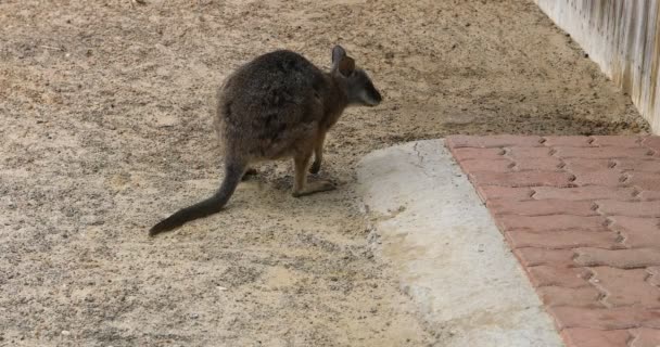 Vilda Tammar Wallaby Macropus Eugenii — Stockvideo