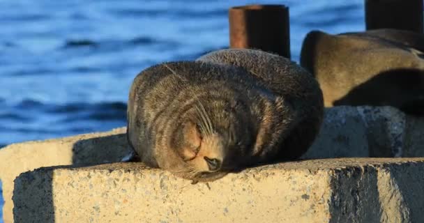 Australian Fur Seal Arctocephalus Pusillus Relaxing — Stock Video
