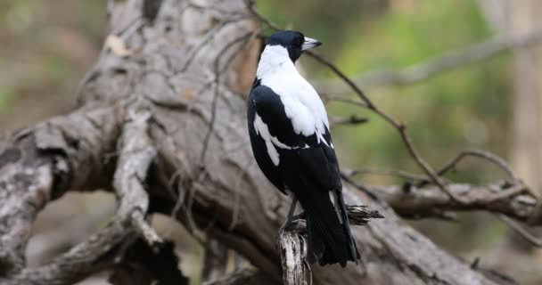 Australian Magpie Cracticus Tibicen Empoleirado — Vídeo de Stock