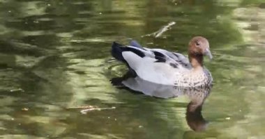 Erkek Avustralya Ahşap Ördek ( Chenonetta jubata 4k