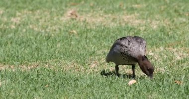 Erkek Avustralya Ahşap Ördek , Chenonetta jubata, 4k otlatma