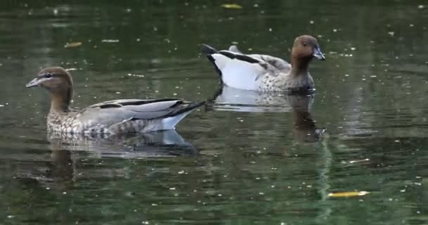 Pato Madera Australiano Chenonetta Jubata Estanque — Vídeo de stock