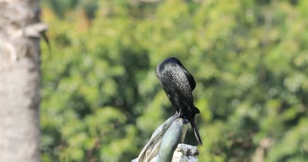 Pequeno Cormorão Negro Phalacrocorax Sulcirostris Empoleirado — Vídeo de Stock