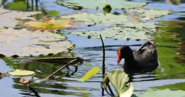 Sonnenhühner Gallinula Tenebrosa Auf Wasser — Stockvideo