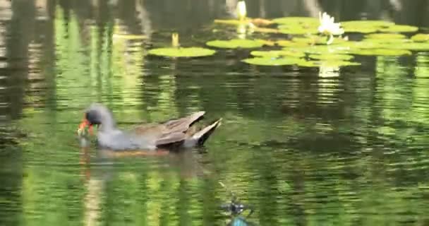 Dusky Moorhen Gallinula Tenebrosa Lagoa — Vídeo de Stock