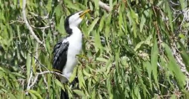Küçük Pied Karabatak, Microcarbo melanoleucos, rahat 4k