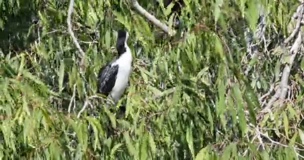 Little Pied Cormorant Microcarbo Melanoleucos Perched — Stock Video