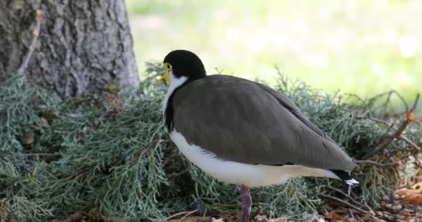Masked Lapwing Vanellus Miles Close View — Stock Video