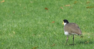 Maskeli Lapwing, Vanellus mil, yakın 4k