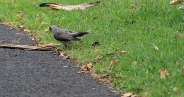 Noisy Miner, Manorina melanocephala, on grass