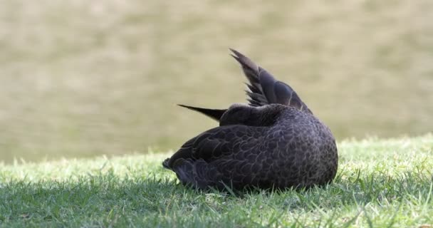 Pazifische Schwarze Ente Anas Superciliosa Preening — Stockvideo