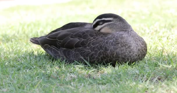 Pacific Black Duck Anas Superciliosa Relaxing — Stock Video