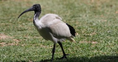 Kutsal Aynak, Threskiornis aethiopicus, 4k preening