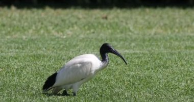 Kutsal Aynak, Threskiornis aethiopicus, rahatlatıcı 4k
