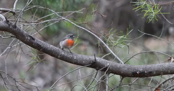 Tiny Kolorowe Rose Robin Petroica Rosea — Wideo stockowe