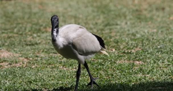 Ibis Sagrado Threskiornis Aethiopicus Vista Perto — Vídeo de Stock