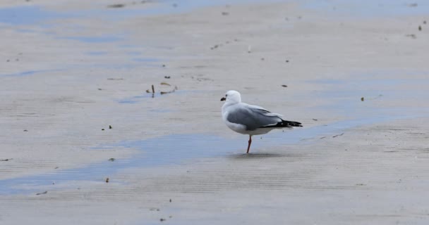 Silver Gull Chroicocephalus Novaehollandiae Praia — Vídeo de Stock