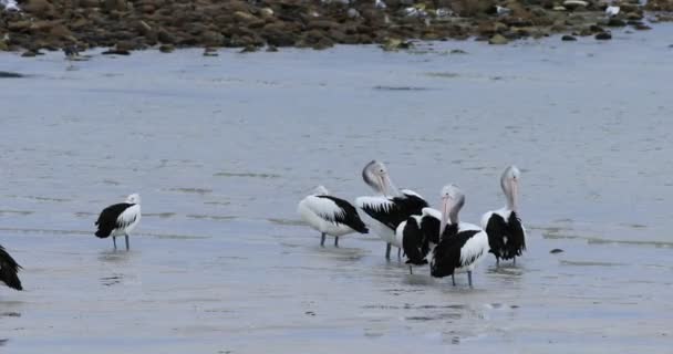 Pelicano Australiano Pelecanus Conspicillatus Grupo Água — Vídeo de Stock