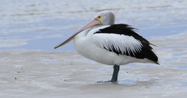 Pelicano Australiano Pelecanus Conspicillatus Descansando — Vídeo de Stock