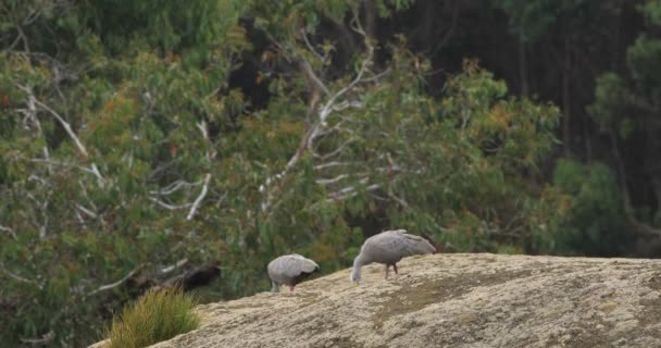 Paar Cape Barren Gans Cereopsis Novaehollandiae — Stockvideo