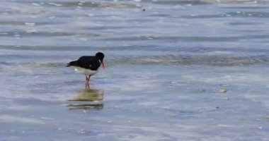 Pied Oystercatcher , Haematopus longirostris, besleme 4k