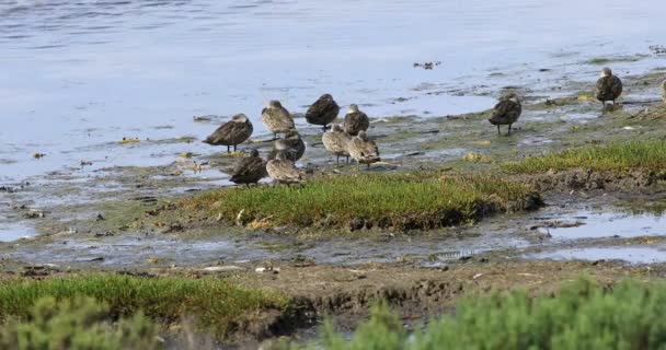 Grey Teal Anas Gracilis Resting — Stock Video