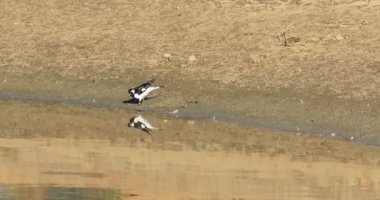 Avustralya Saksağan-Lark, Grallina cyanoleuca, böcekler 4k kovalayan