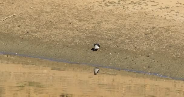 Australijski Magpie Lark Grallina Cyanoleuca Refleksjami — Wideo stockowe