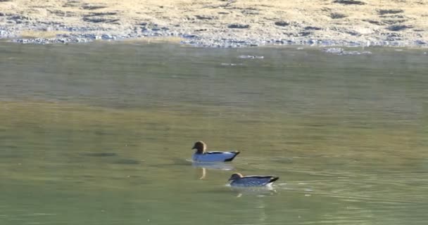 Paire Canard australien, Chenonetta jubata, sur l'eau 4K 