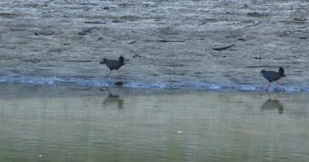 Siyah Kuyruklu Yerli Hen Tribonyx Ventralis Gölet Üzerinde — Stok video