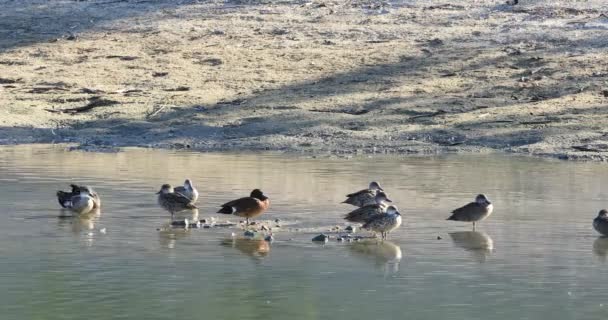 Castagno Teal Anas Castanea Relax Sul Laghetto — Video Stock