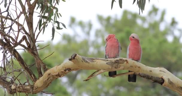 Pair of Galah, Eolophus roseicapilla, perched 4K — Stock Footage Pair Galah Eolophus Roseicapilla Perched Video Clip