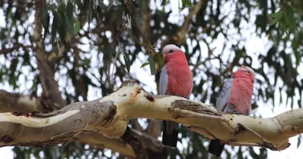 Galah pair, Eolophus roseicapilla, perched in tree 4K — Stock Footage Galah Pair Eolophus Roseicapilla Perched Tree Royalty Free Stock Video