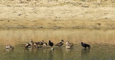 Gri Teal, Coot ve Kestane Teal 4k ile Anas gracilis