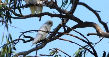 Uzun gagalı Corella, Cacatua tenuirostris, rahat 4k