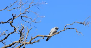 Maskeli Woodswallow, Artamus personatus, tünemiş 4k