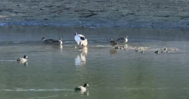 Kutsal Aynak, Threskiornis aethiopicus, gölet 4k üzerinde