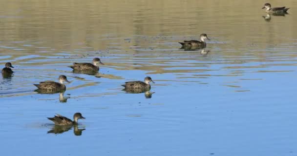 Grey Teal Anas Gracilis Pond — Stock Video