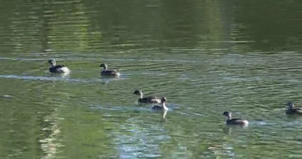 Grebe Cabeça Rouca Poliocephalus Poliocephalus Sobre Água — Vídeo de Stock