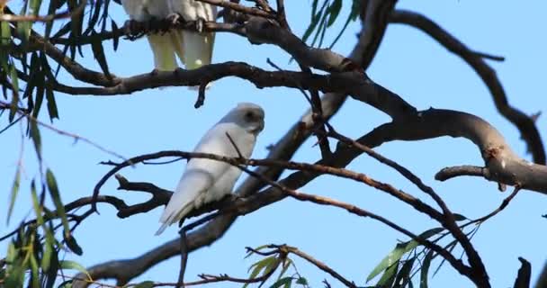 Hosszúcsőrű Corella Cacatua Tenuirostris Laza — Stock videók