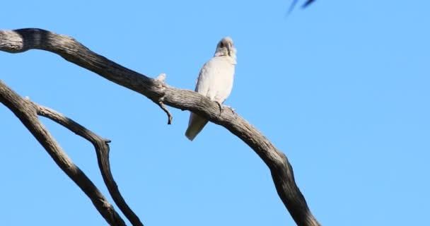 Corella Pico Largo Cacatua Tenuirostris Rama — Vídeo de stock